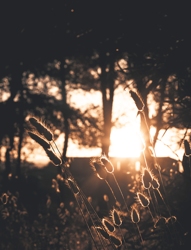Caldor Fire Tribal Native Plant