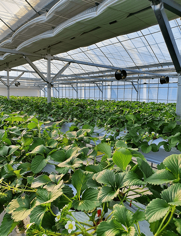 Fresno-Merced Future of Food